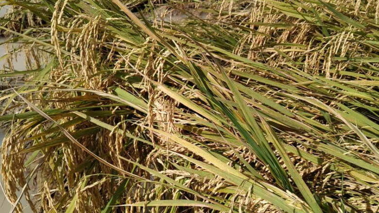 Arroceros de Sancti Spíritus en las terrazas para reanudar cosecha de arroz