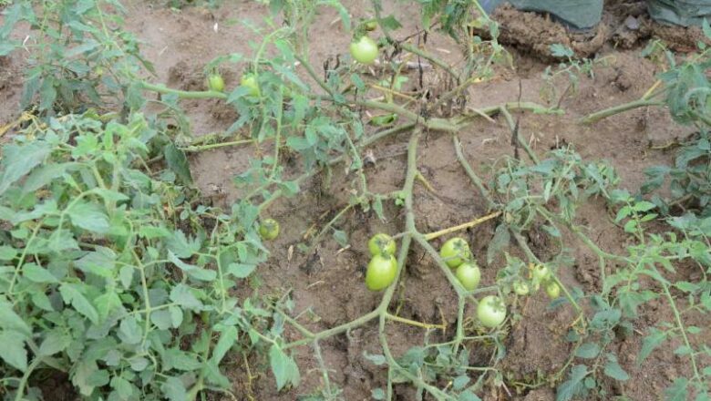 La agricultura en Yaguajay se sacude los efectos de Eta