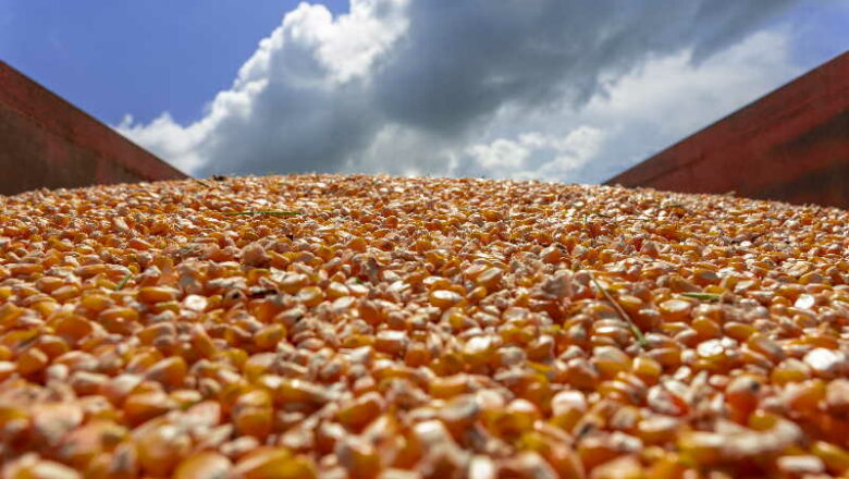 Como un caballo de carrera