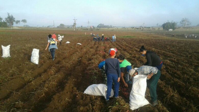 Trabajo voluntario con los pies en la tierra