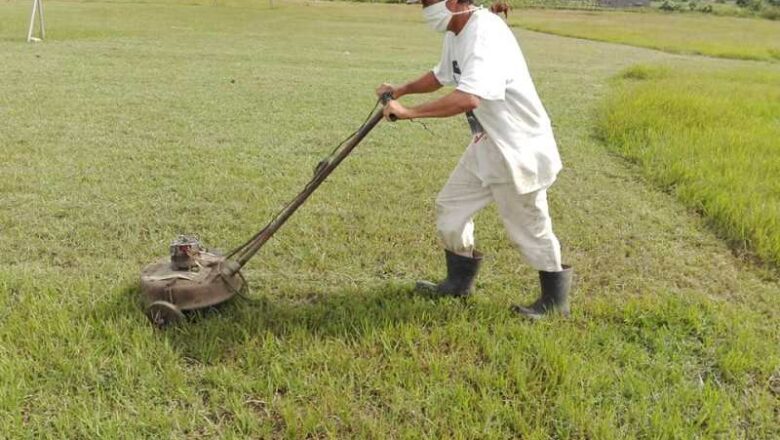 La creación de Pirolo