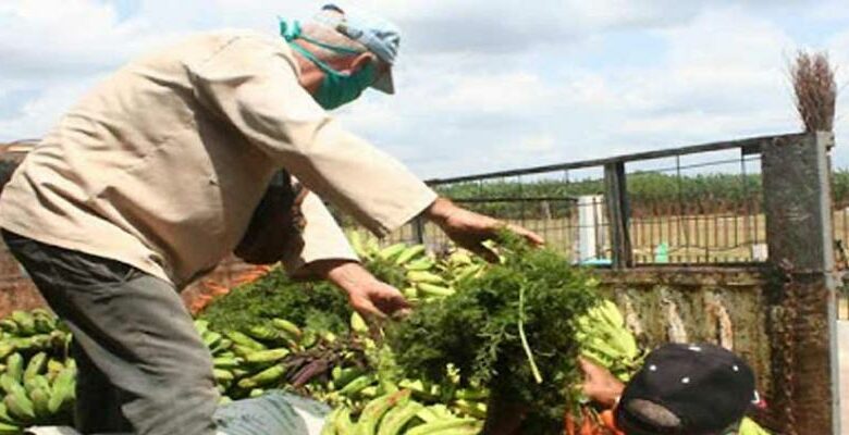 Producir alimentos una prioridad para Cuba