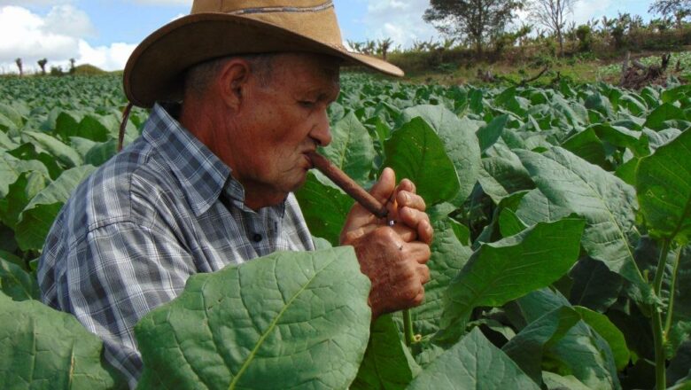 Torcedores de sorullo, el tabaco de tierra adentro