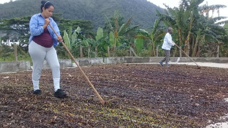 El café no llena el saco en Sancti Spíritus