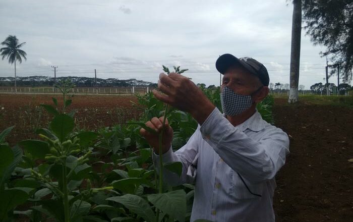 Isidoro, el hombre “Habano” de Cabaiguán que jamás se ha fumado un tabaco (+ Audio)