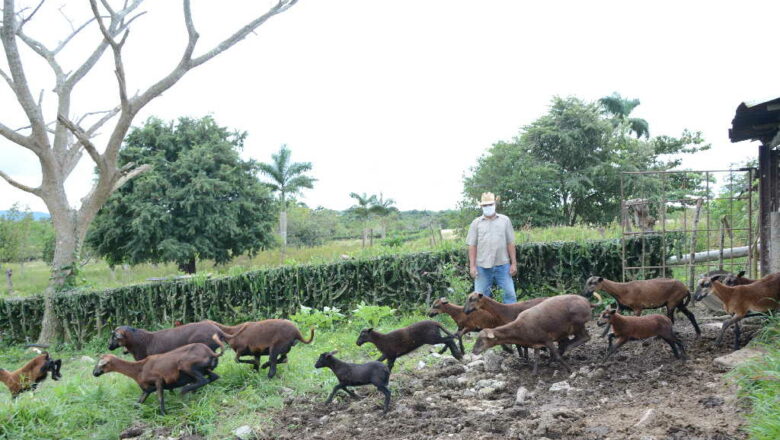 El despertar de la ganadería menor en Sancti Spíritus