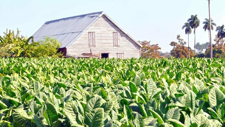 Estación Experimental del Tabaco de Cabaiguán; emporio al servicio de la ciencia cubana (+ Audio)