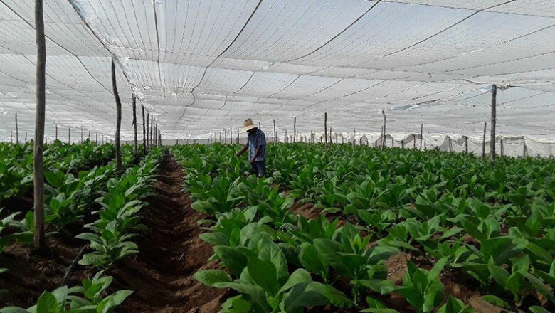 La Estación Experimental del Tabaco en  Cabaiguán, líder de la producción del rubro en el centro de Cuba