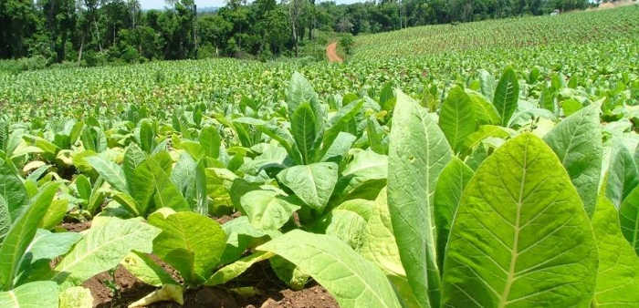 Apuestan en Cabaiguán por el empleo de abonos orgánicos en beneficio de la producción tabacalera