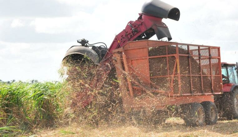 Abasto de caña y eficiencia: premisas de la zafra en Sancti Spíritus