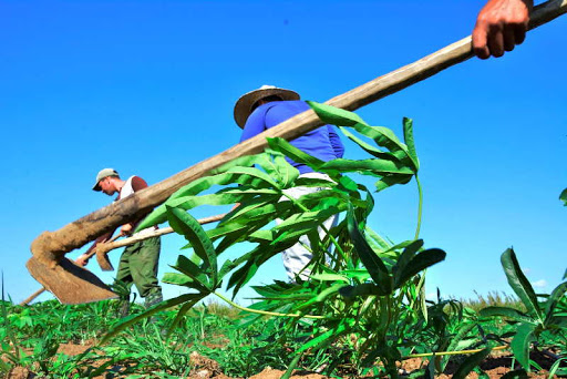 Campesinos cabaiguanenses  sortean dificultades para garantizar alimentación del pueblo (+ Audio)