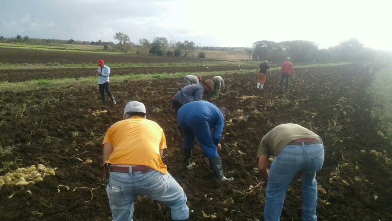 Realizan trabajo voluntario en bien de la alimentación popular en Cabaiguán (+ Fotos)