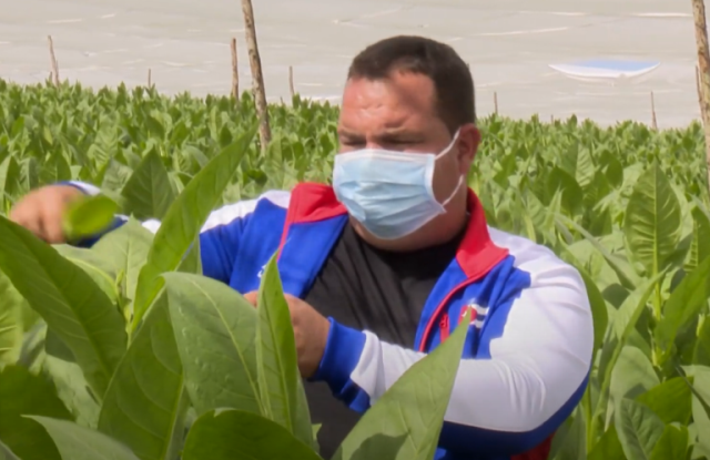 Destaca joven campesino de Cabaiguán por la diversidad y calidad de sus producciones agropecuarias (+ Video)