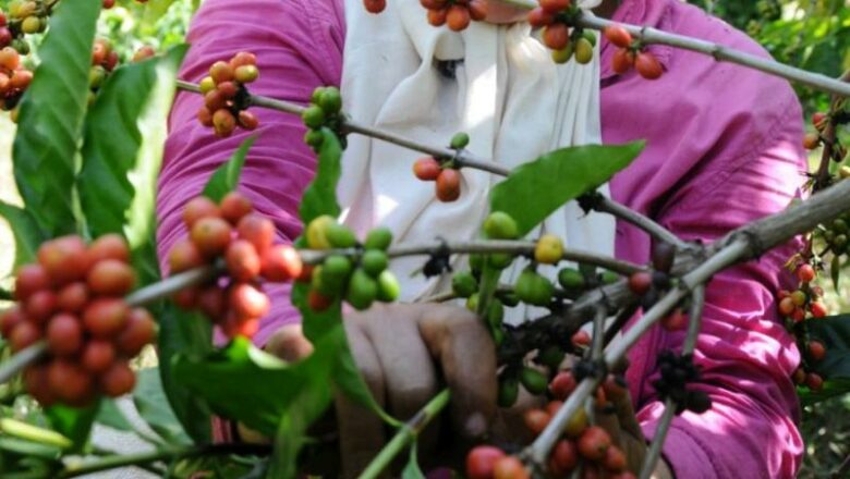 El café a media taza