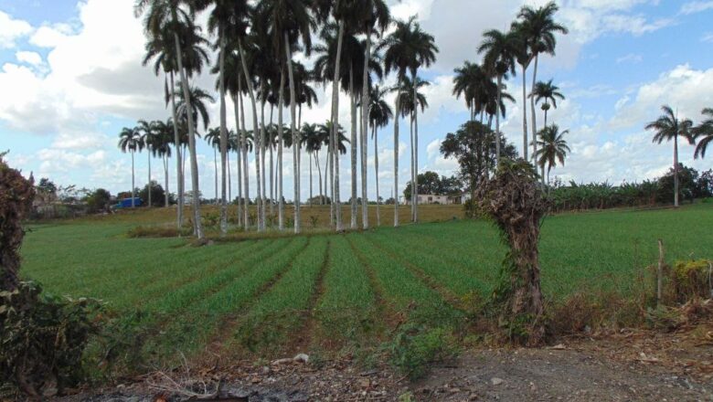 El palmar del bajío