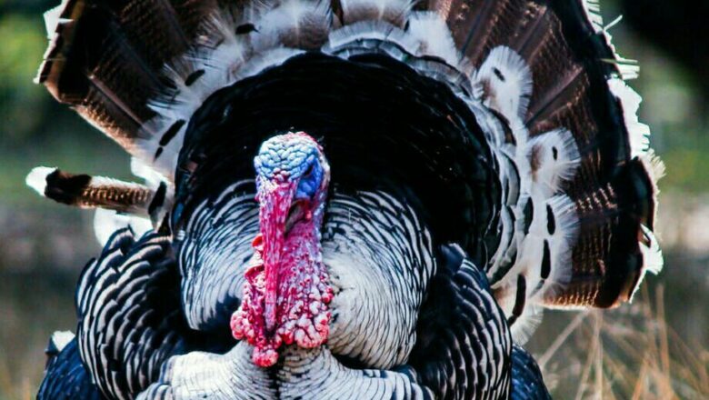 Guanajo, ¿quiere comerse un guanajo?