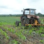 produccion de alimentos en yaguajay