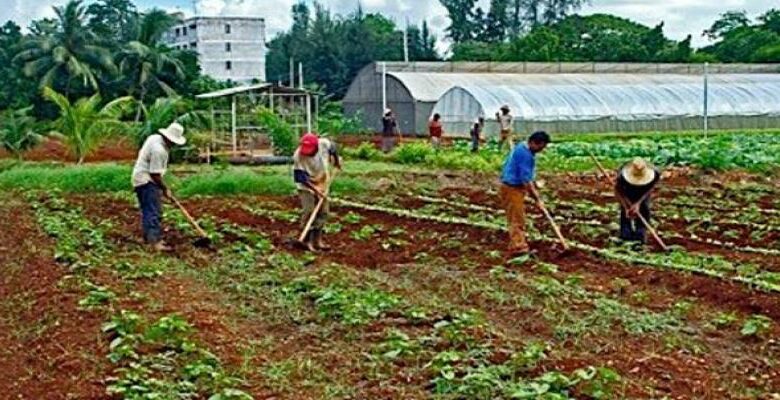 Gobierno cubano da importantes pasos económicos para garantizar seguridad alimentaria del pueblo