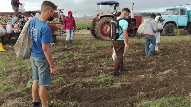 La juventud se fue al campo en Cabaiguán (+ Fotos)