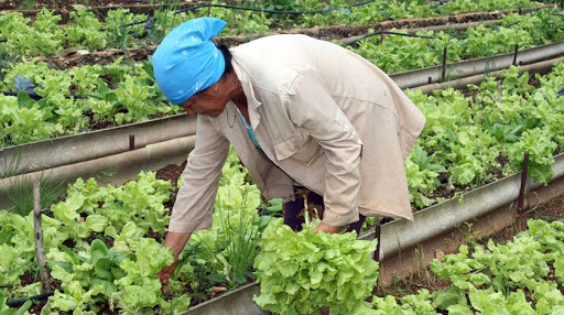 Avanza movimiento de la agricultura urbana en Cabaiguán