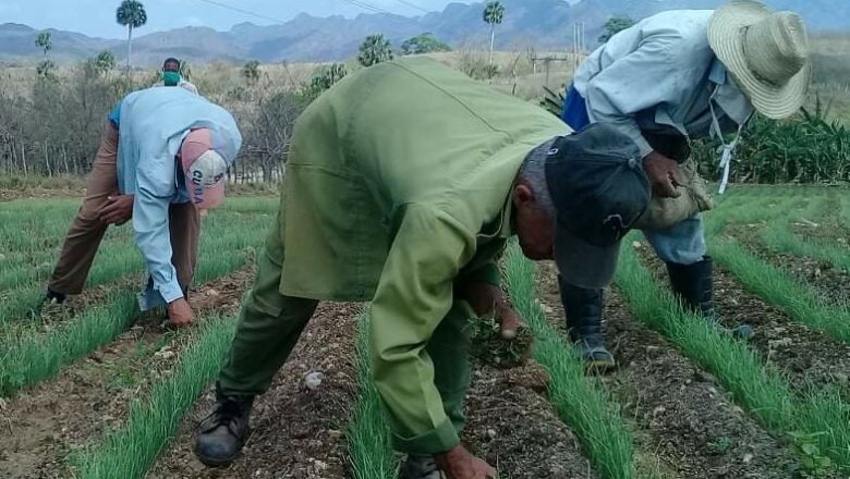 La cooperativa necesita fortalecer la economía para salir adelante en la Tarea Ordenamiento