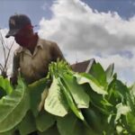 Avanza en Cabaiguán campaña tabacalera