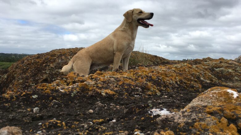 Olfateando el horizonte