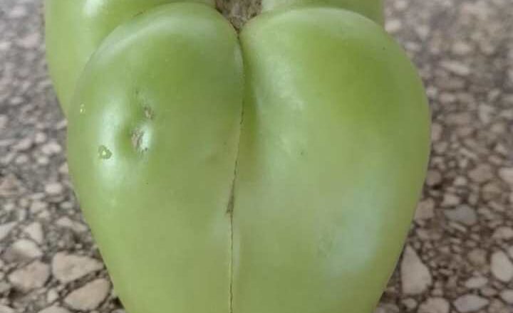 La madre de los tomates