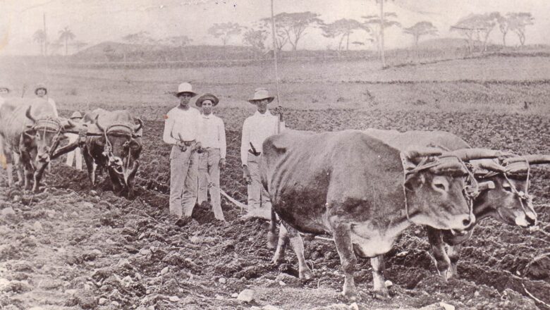 Isleños en el surco