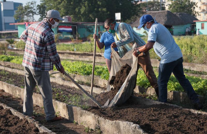 Trabajo voluntario desarrollado en el municipio de Sancti Spíritus.