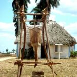 1- Museo Etnográfico Regional Campesino de Cabaiguán (Archivo)