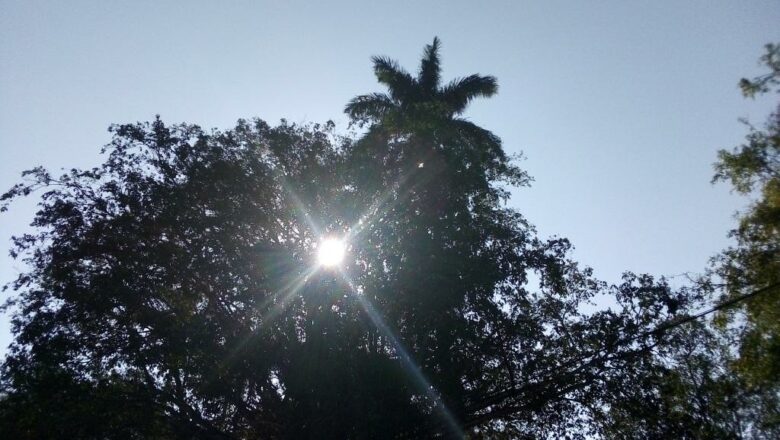 Palma y sol