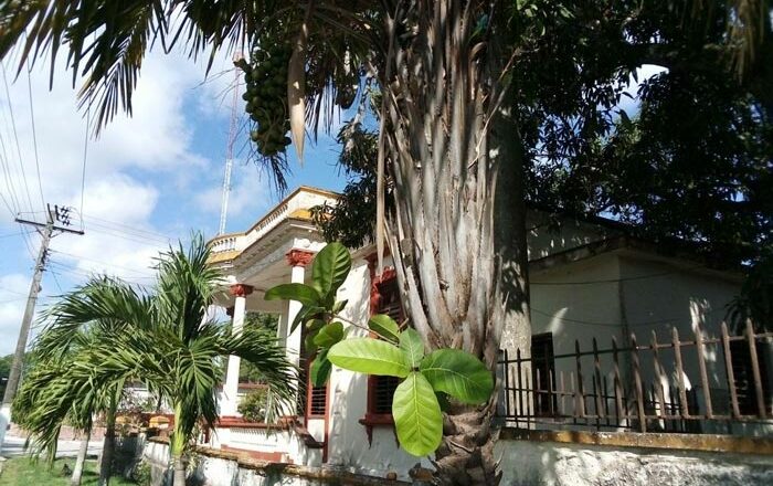 Almendra y palmera