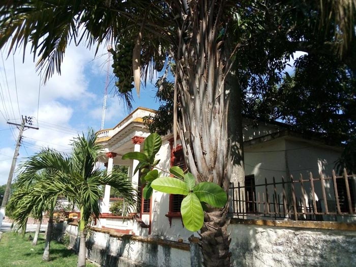 Almendra y palmera