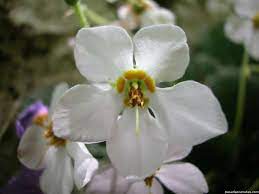 flor de mayo 3