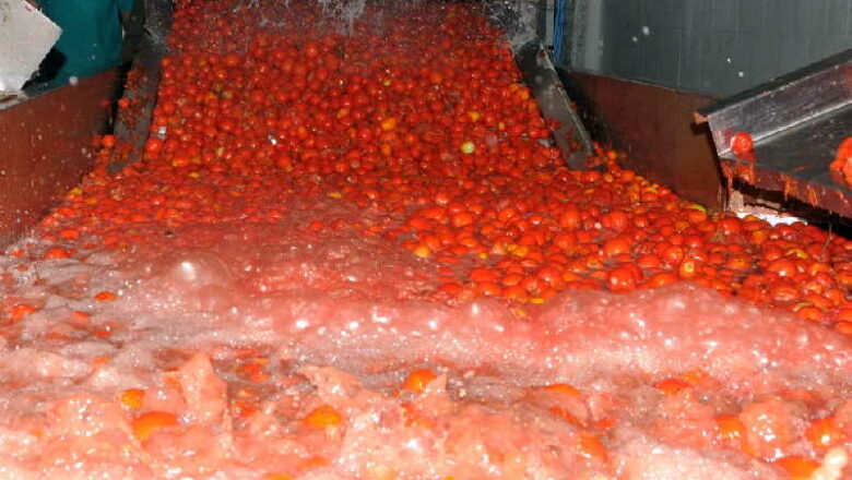 Producidas en Sancti Spíritus casi 400 toneladas de pasta de tomate