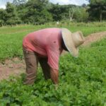 El marco legal introduce incentivos para la producción, el acopio y la comercialización de los productos agropecuarios. (Foto: Oscar Alfonso/ Escambray)