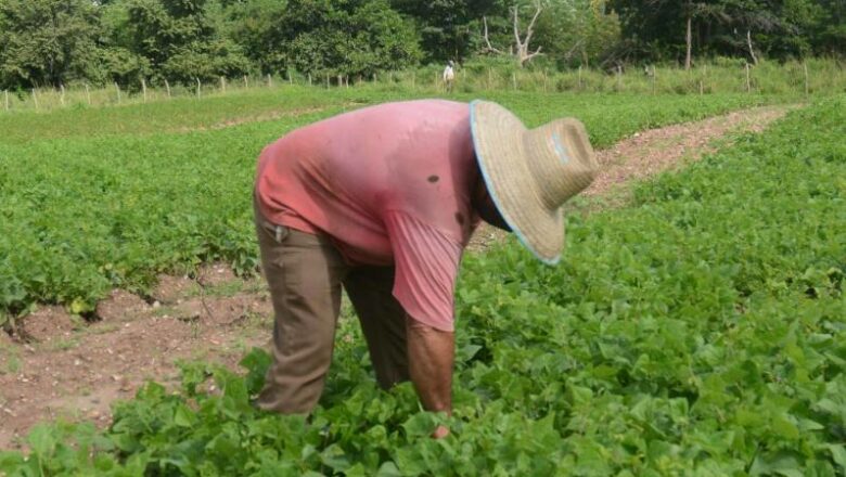 Comercialización agrícola en Cuba con nuevas medidas a partir de junio