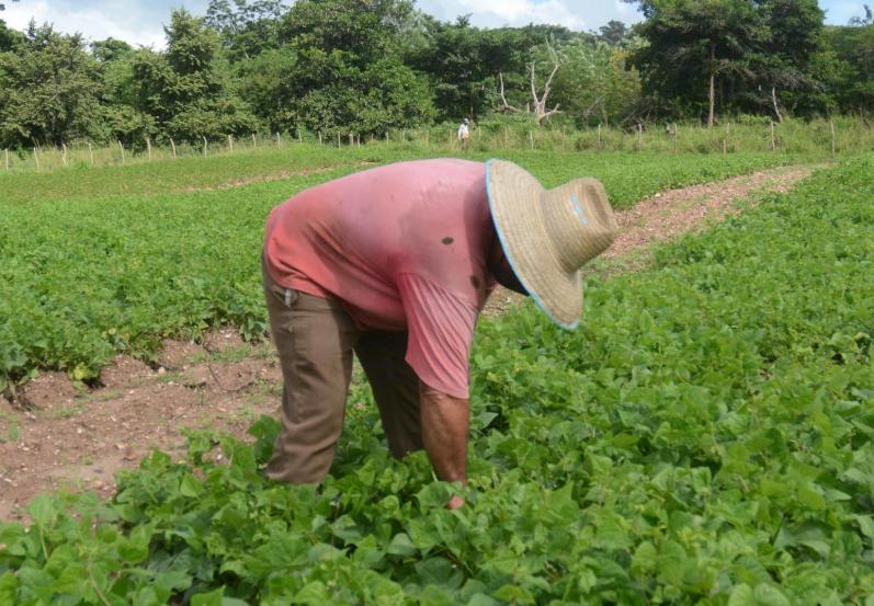 El marco legal introduce incentivos para la producción, el acopio y la comercialización de los productos agropecuarios. (Foto: Oscar Alfonso/ Escambray)