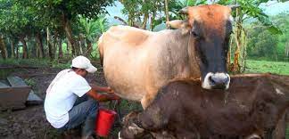 La ganadería en Cabaiguán no acaba de coger el trillo (+ Audio)