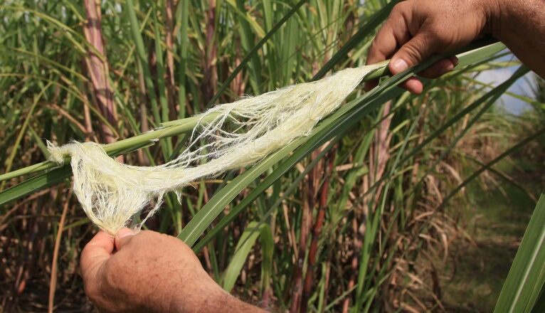 Novedades tecnológicas sustentan programa varietal cañero