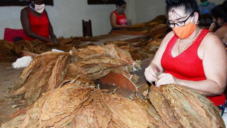 Rumbo a la modernización industria tabacalera cabaiguanense (+ Fotos)