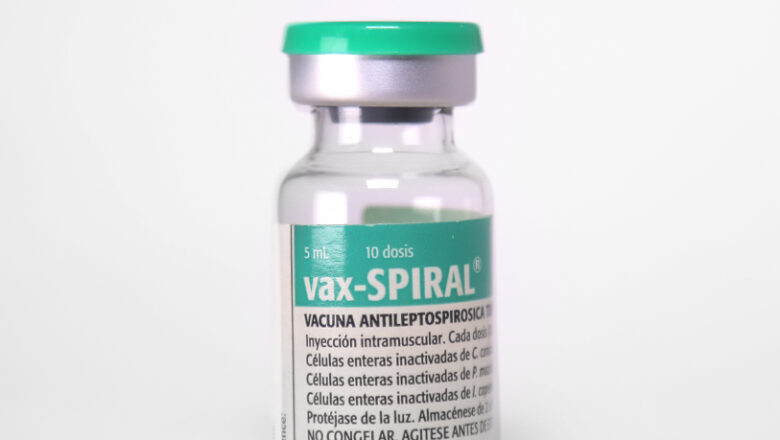 Recibirán más de 15 mil cabaiguanenses vacuna contra la leptospirosis humana