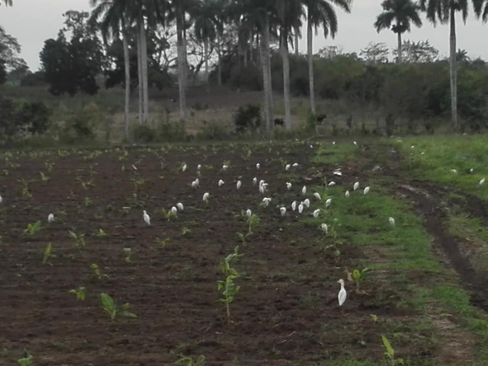 2 Garzas detras del arado