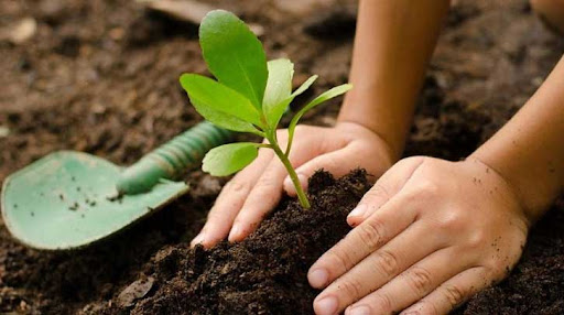 Cooperativa cabaiguanense se aferra a la agroecología (+ Audio)