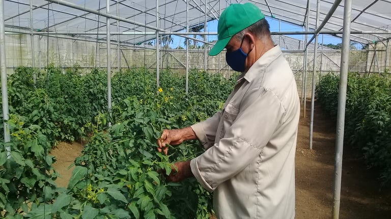 Entran en producción primeras casas de cultivo tapado en comunidad de Seibabo