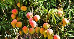 Año de mangos no es año de hambre