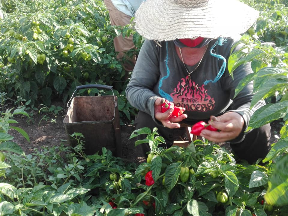 7 chile habanero mujer