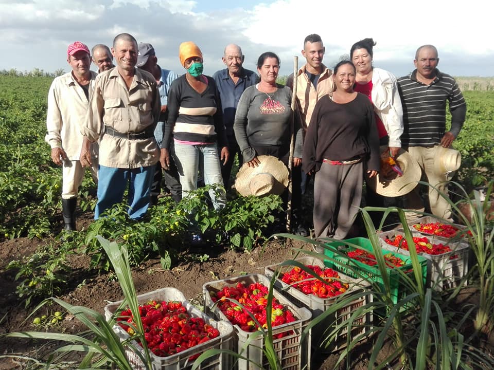 8 chile habanero trabajadores