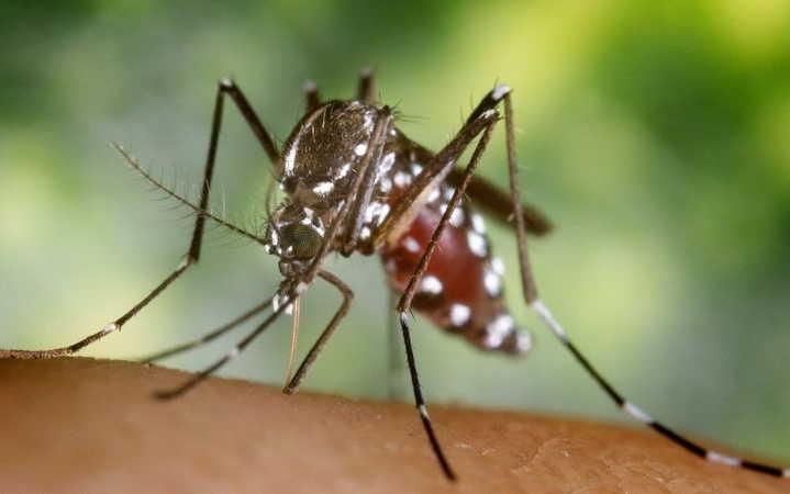 Aedes vittatus 1